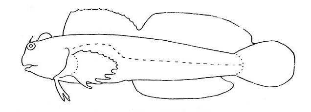Representative of the family Blenniidae (Gosline & Brock, 1960, fig. 93)